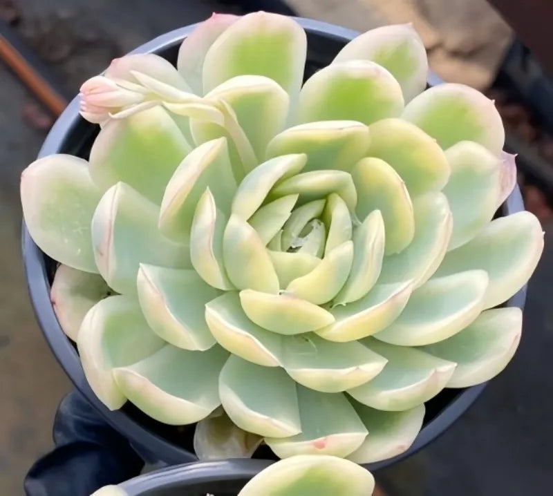 Variegated echeveria rosette in dark pot, pale green leaves with light pink edges