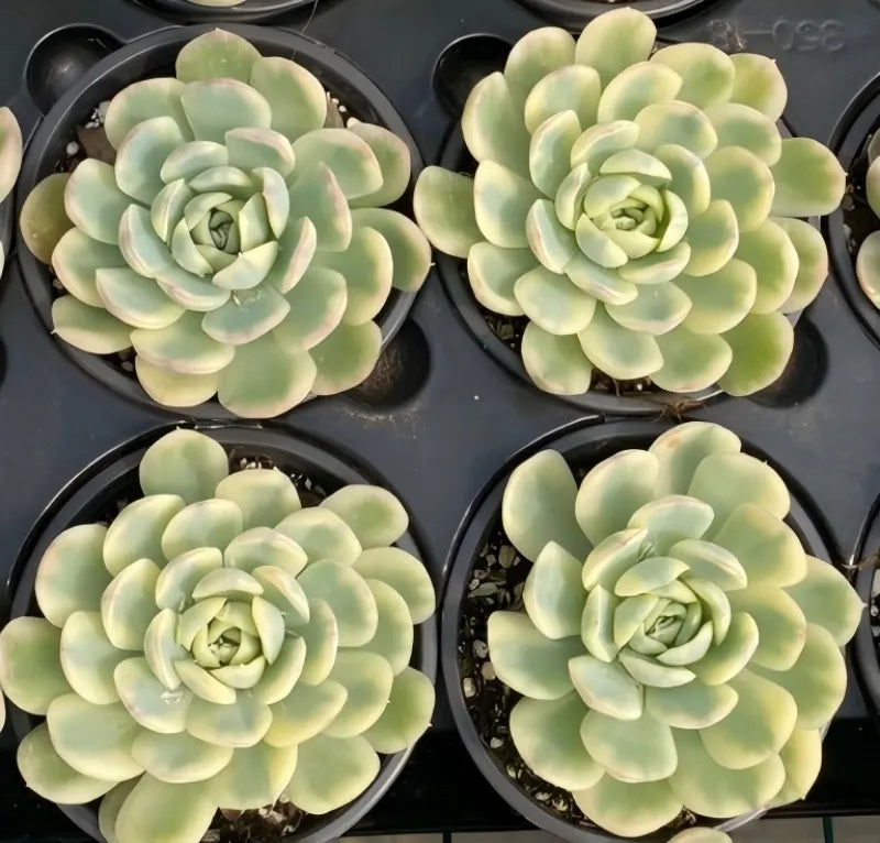 Set of variegated echeveria rosettes in small black pots, pale green leaves