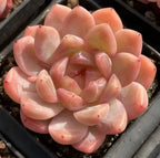 Sugar Heart echeveria rosette with peach to pink layered pointed leaves