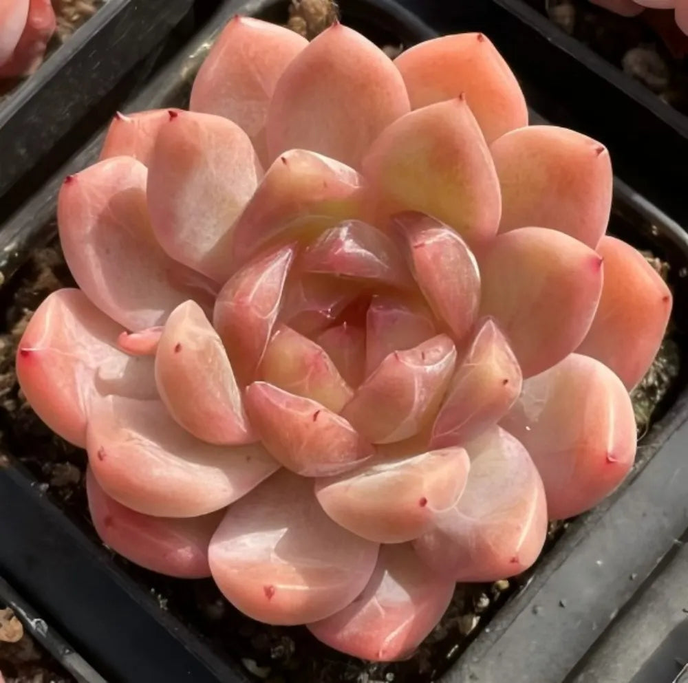 Sugar Heart echeveria rosette with peach to pink layered pointed leaves