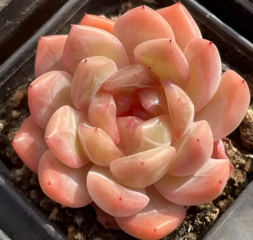 Sugar Heart echeveria rosette with pale peach and cream pointed leaves