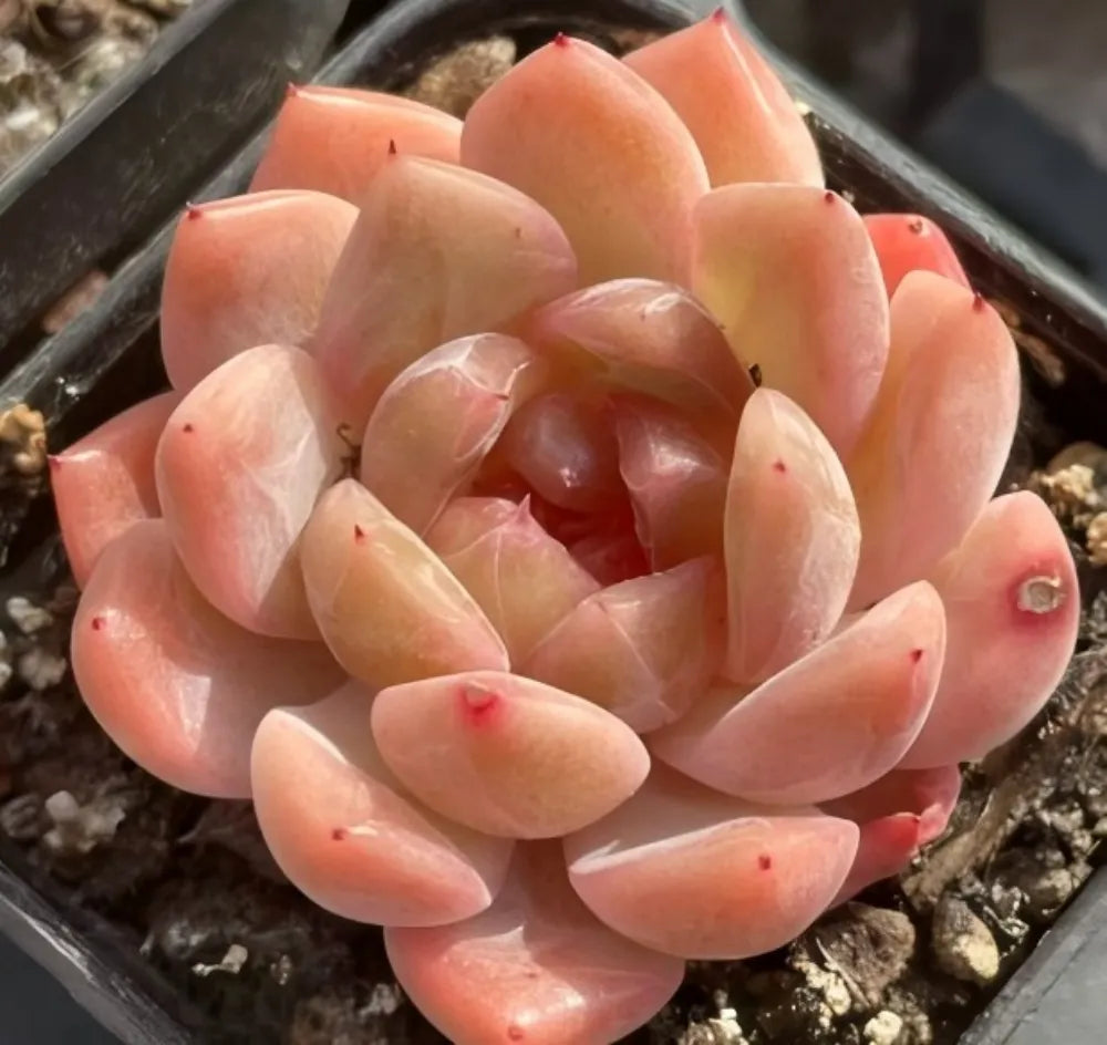Sugar Heart echeveria rosette with glossy peach-pink pointed leaves