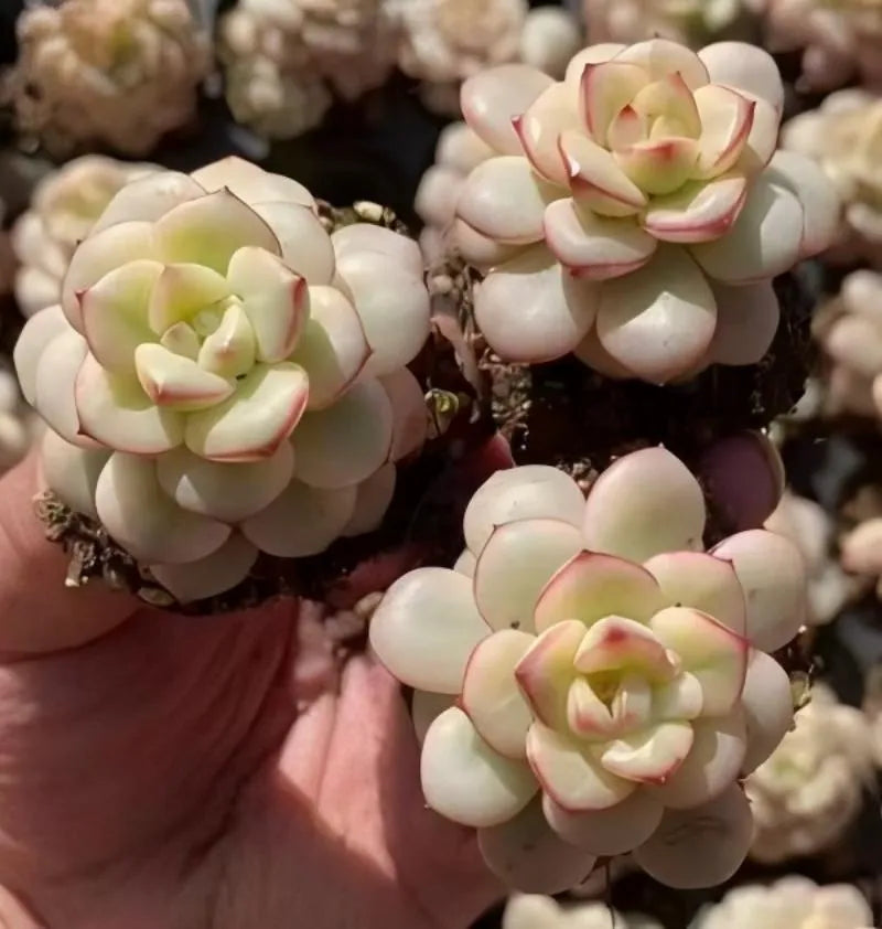 Echeveria Tango variegated succulent with pale green rosettes and pink-edged tips