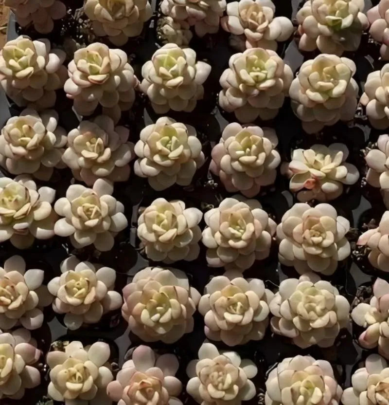 Echeveria Tango variegated succulent mass of pale rosettes with soft pink accents