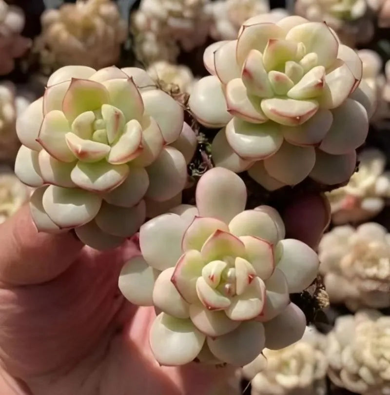 Echeveria Tango variegated succulent with three pale rosettes, green centers and pink trim
