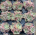 Variegated echeveria succulents in 4-inch pots, green leaves with pink edges