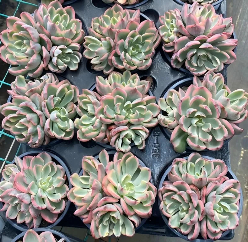 Variegated echeveria succulents in 4-inch pots, green leaves with pink edges