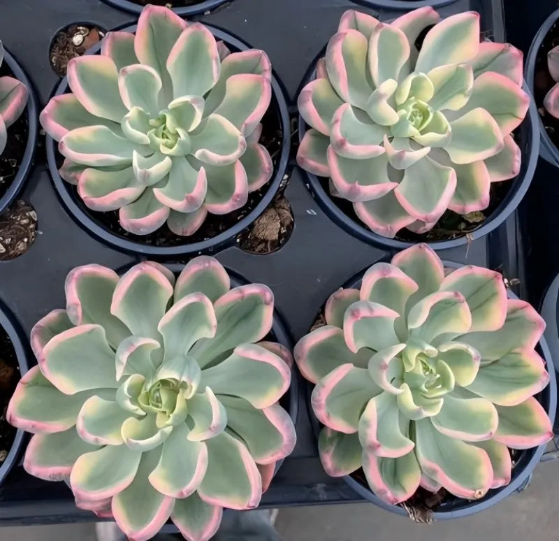 Four variegated echeveria plants in 4-inch pots, pale leaves with pink-edged rosettes