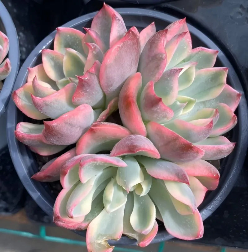 Variegated echeveria rosette in 4-inch pot, pale green leaves with pink tips