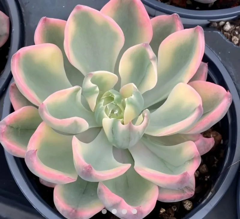Variegated echeveria rosette in 4-inch pot, pastel green leaves with rosy pink margins