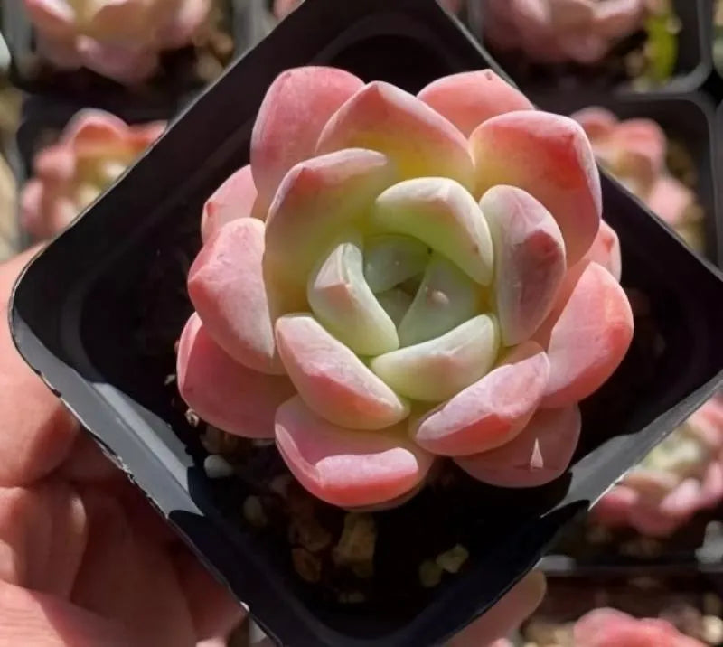 Pink echeveria rosette with pale green center in dark 3 in pot