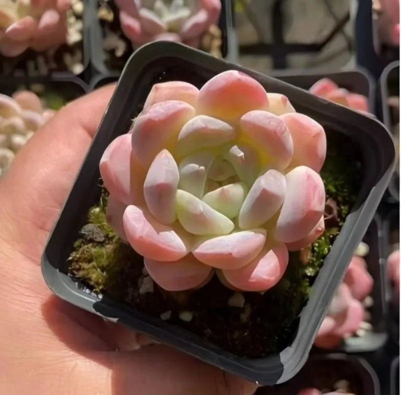 Echeveria succulent rosette in dark 3 in pot, pink and pale green leaves