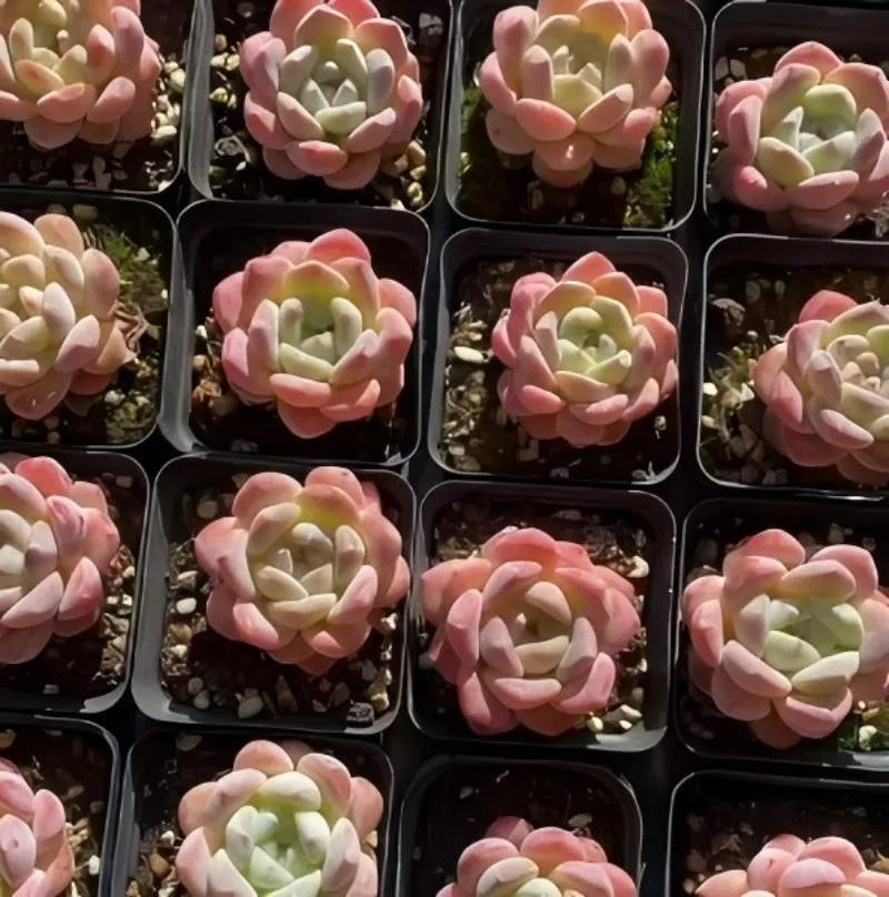 Succulent rosettes in dark 3 in pots, pink outer leaves and pale green centers