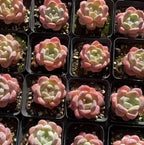 Succulent rosettes in dark 3 in pots, pink outer leaves and pale green centers