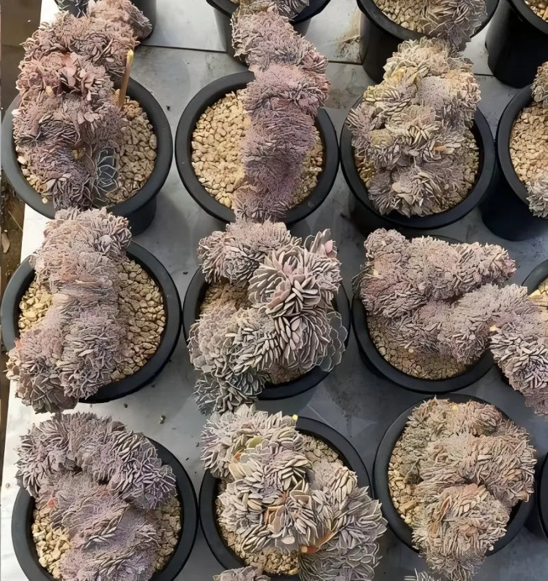 Succulent rosettes in black 6.5 in pots, purple and pale tones