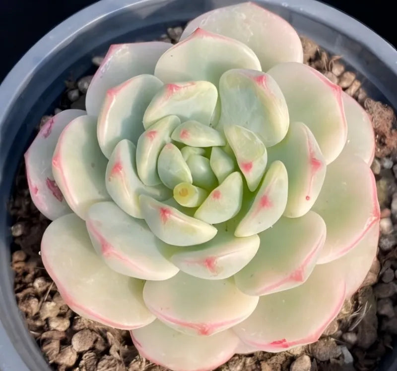 Echeveria succulent in gray pot, pale green rosette with pink-tipped variegation