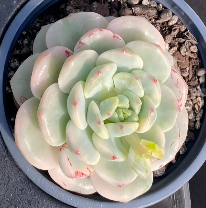 Echeveria succulent in gray pot, pale green rosette with pink edging, close view