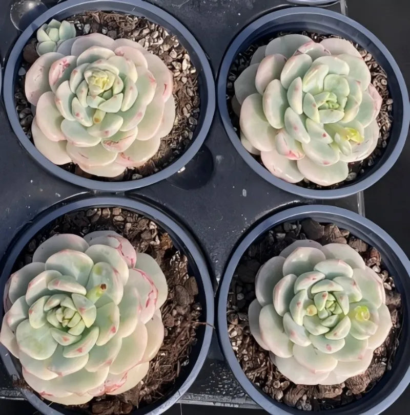 Echeveria succulents in four pots, pale green rosettes with pink variegation