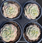 Echeveria succulents in four pots, pale green rosettes with pink variegation
