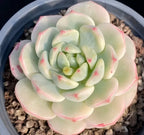 Echeveria succulent in gray pot, soft green rosette with pink speckles and edges