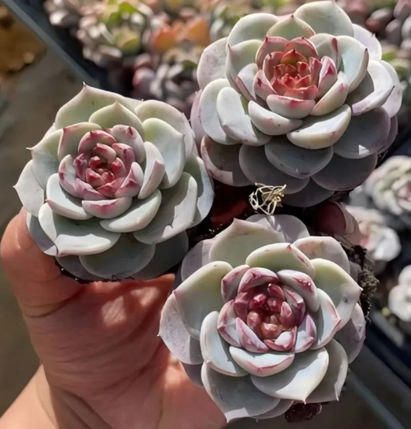 Echeveria velutinus succulent cluster in 2-inch pot, pale rosettes with red-pink centers