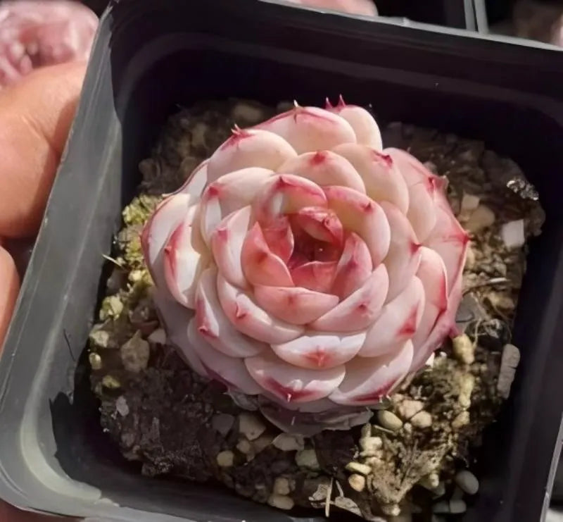Succulent rosette in a small 3-inch pot, pale pink and red-tipped leaves