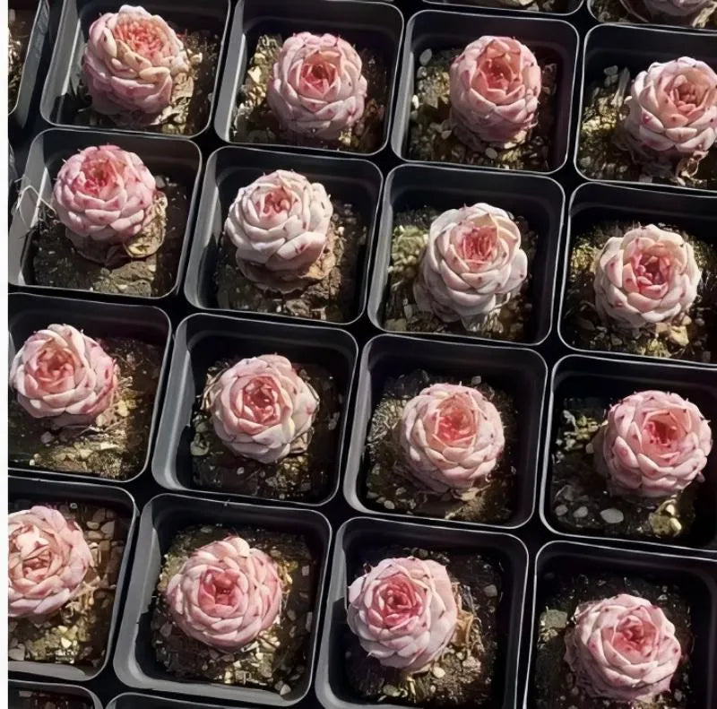 Succulent rosettes in a tray of small 3-inch pots, pale pink with red tips