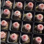 Succulent rosettes in a tray of small 3-inch pots, pale pink with red tips
