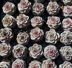 Echeveria velutinus succulents in pots, many pale rosettes with red-pink inner buds