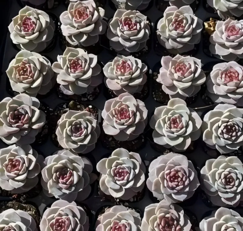 Echeveria velutinus succulents in pots, many pale rosettes with red-pink inner buds