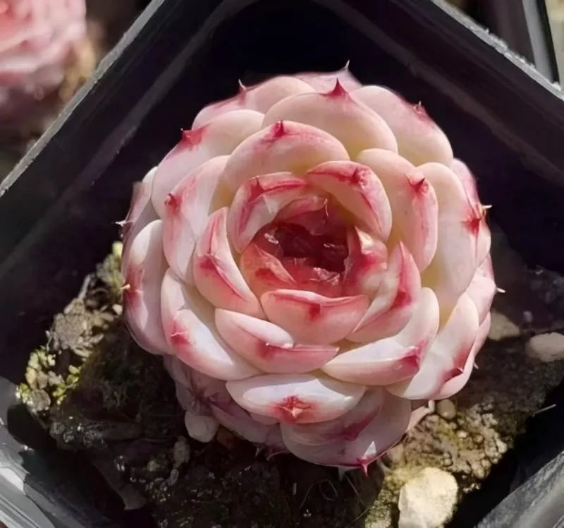 Succulent rosette top view in small pot, creamy white petals with red markings