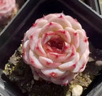 Succulent rosette top view in small pot, creamy white petals with red markings