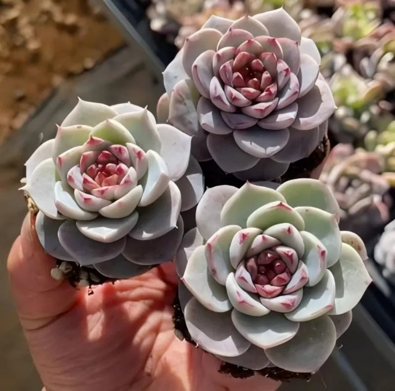 Echeveria velutinus 2-inch pot succulent, three pale gray rosettes with pink-red centers