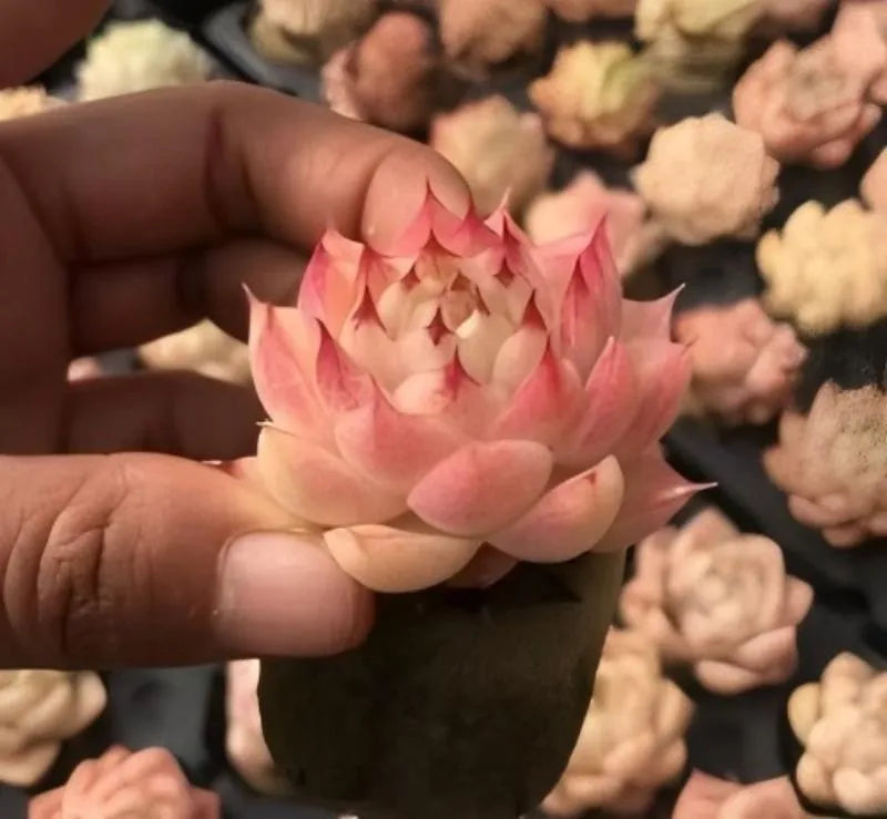 Echeveria succulent in 2-inch pot, coral-pink rosette