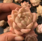 Echeveria succulent in 2-inch pot, pale cream rosette with red tips