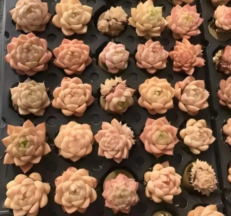 Echeveria succulent tray, multiple rosette succulents in potting cells