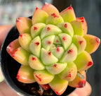 Green echeveria rosette succulent with red tips in black pot