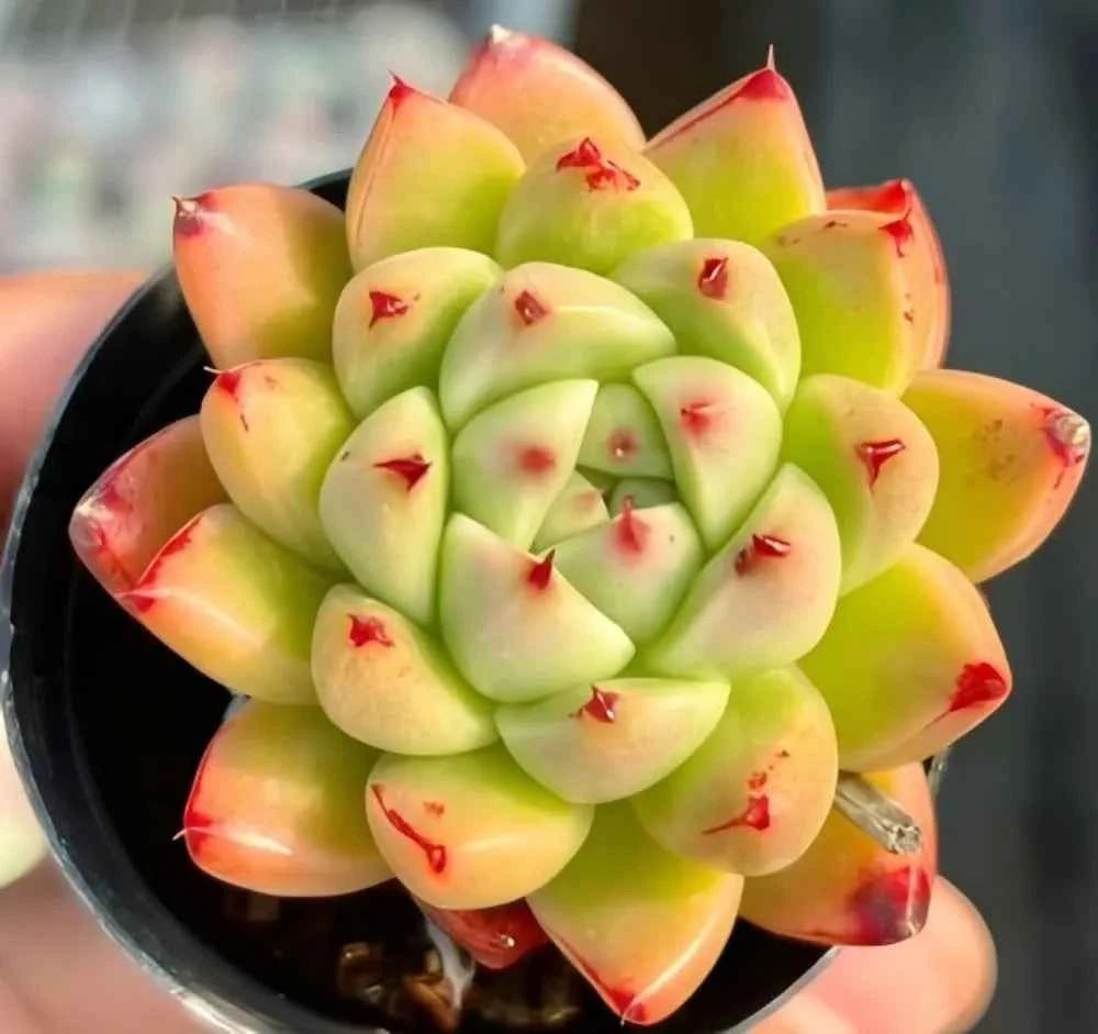 Green echeveria rosette succulent with red tips in black pot