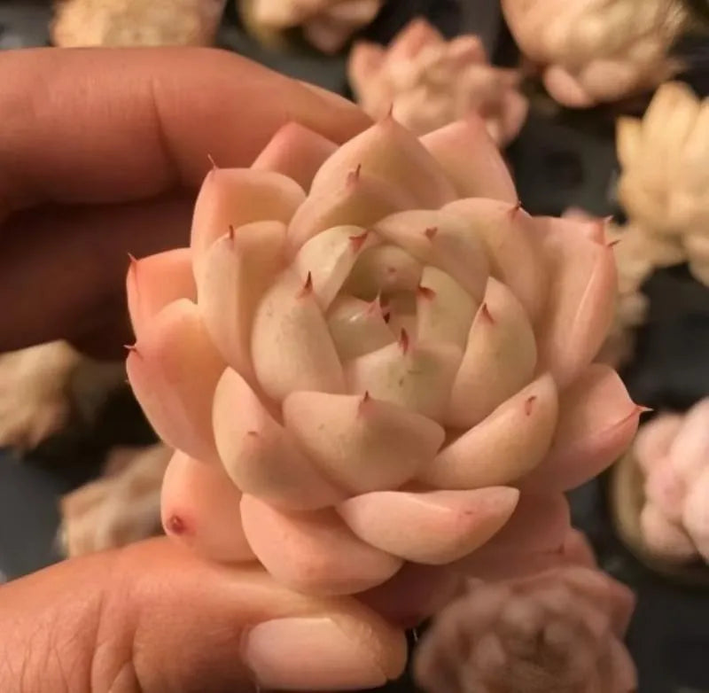 Echeveria succulent in 2-inch pot, peach and cream rosette close-up