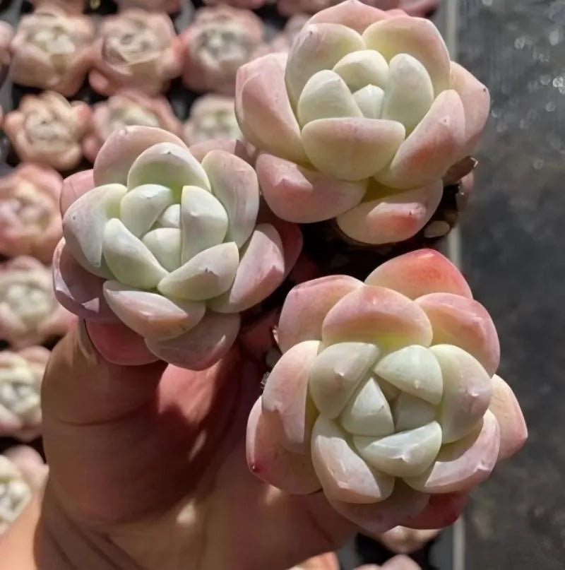 Echeveria Ice Green succulent rosette in small pot, pale green leaves with pink tips