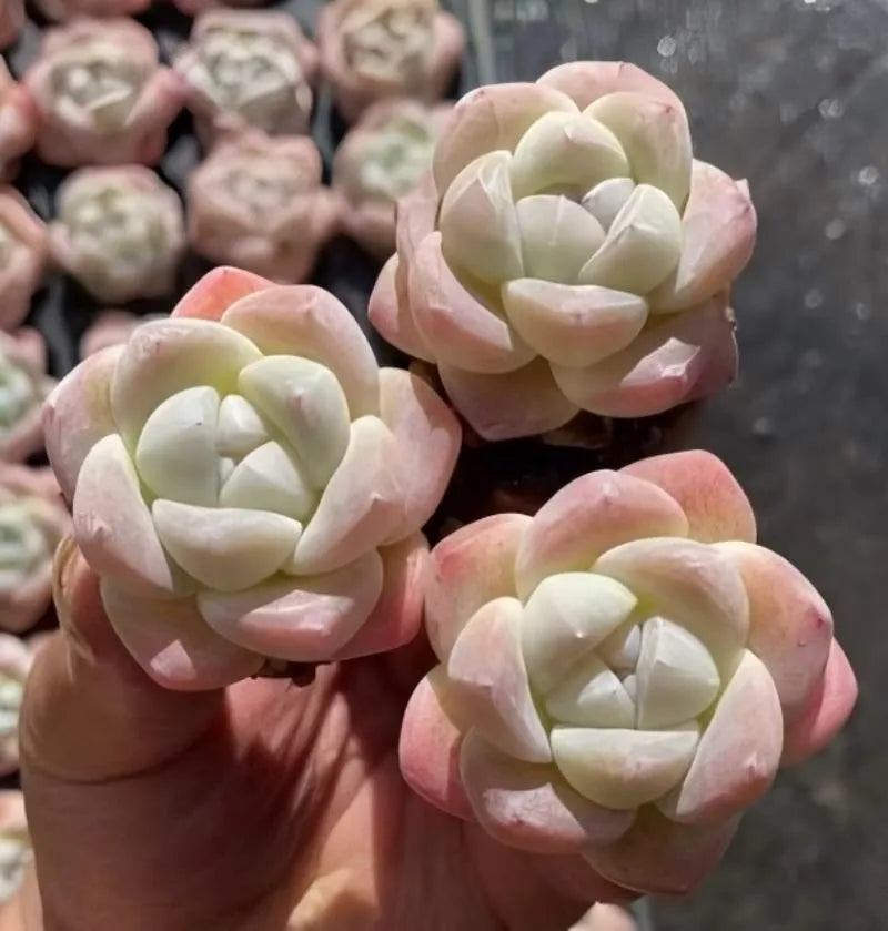 Echeveria Ice Green rosette close-up, pale green leaves with pink tinge on tips