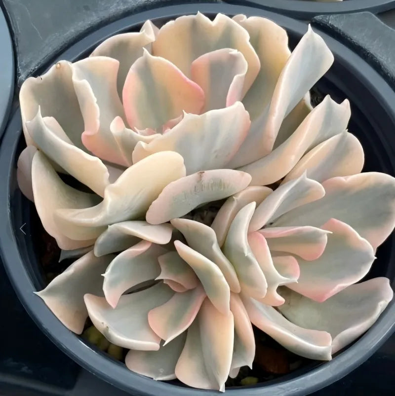 Echeveria variegated succulent rosette in dark pot, pale cream thick leaves, pink tips