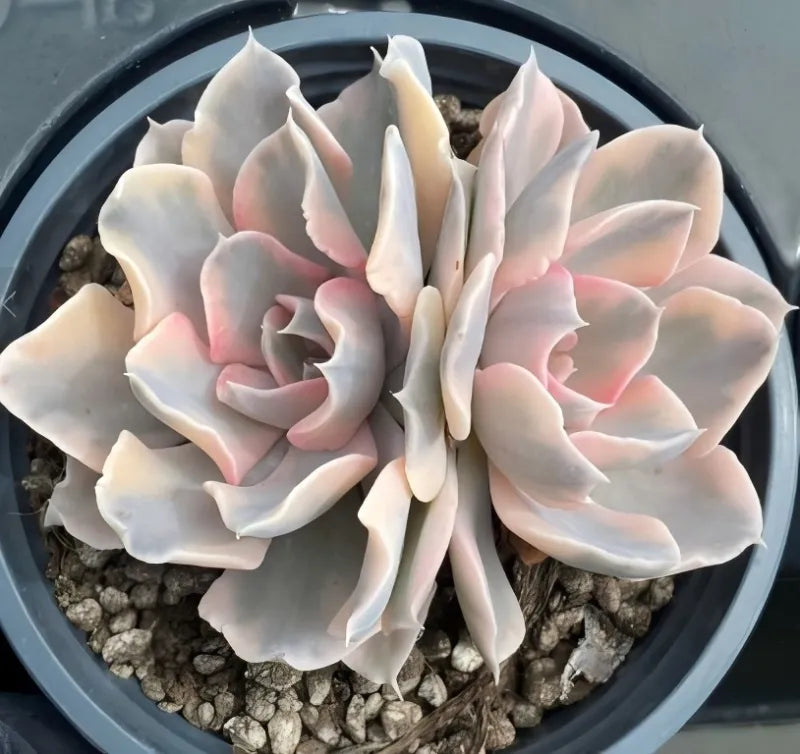 Variegated echeveria succulent in gray pot, cream rosette with subtle pink variegation