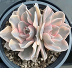 Variegated echeveria succulent in gray pot, cream rosette with subtle pink variegation