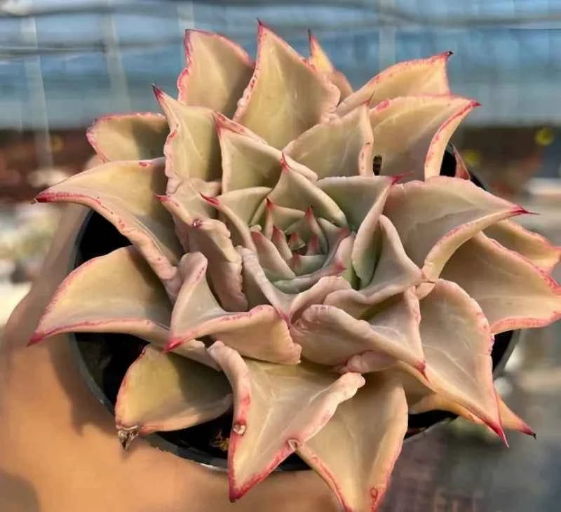 Echeveria succulent rosette with pale yellow leaves and pink-red pointed tips