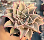 Echeveria succulent rosette with creamy-green leaves and thin pink borders