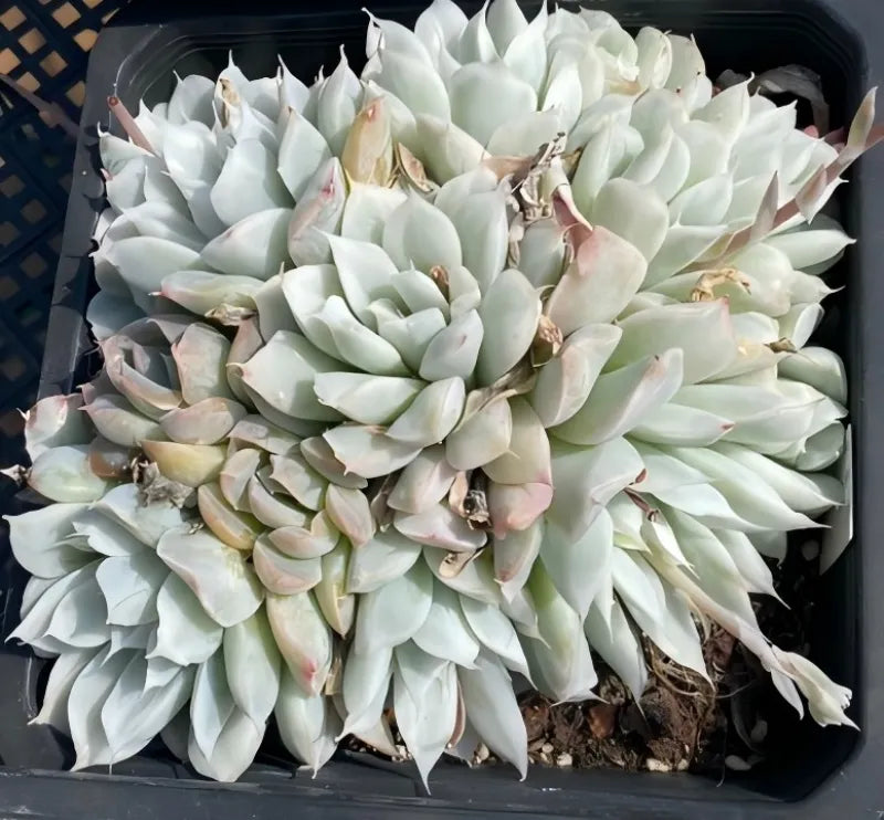 Variegated Echeveria in a 5-inch pot, layered pale green rosette leaves