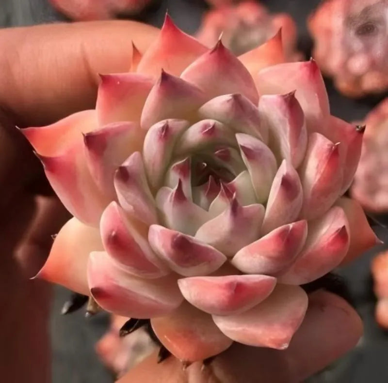 Echeveria Chihuahuaensis succulent rosette, pink and peach tones, held in hand.