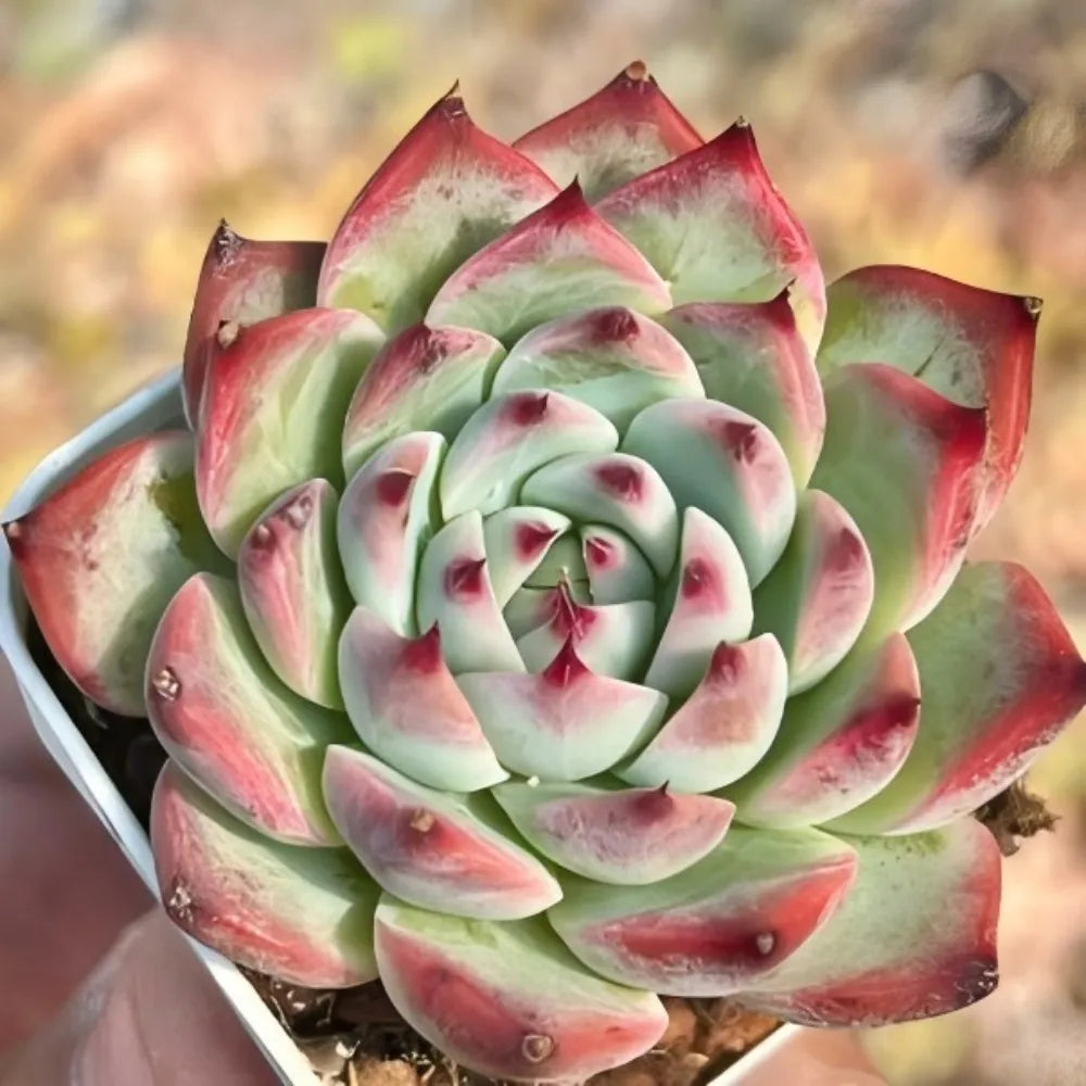 Echeveria chihuahuaensis succulent rosette with green and red pointed leaves