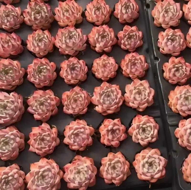 Echeveria Chihuahuaensis succulent rosettes in a tray, pale pink and peach.